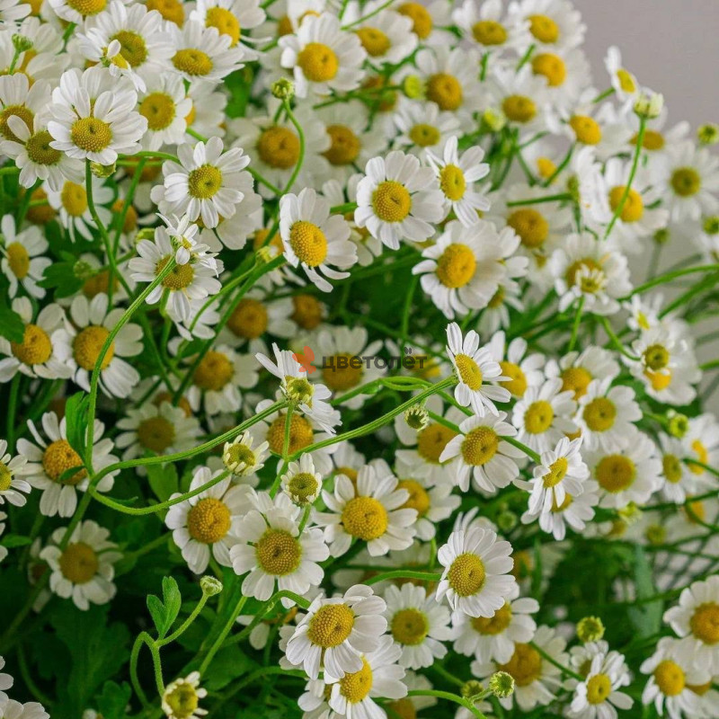 Букет из танацетума