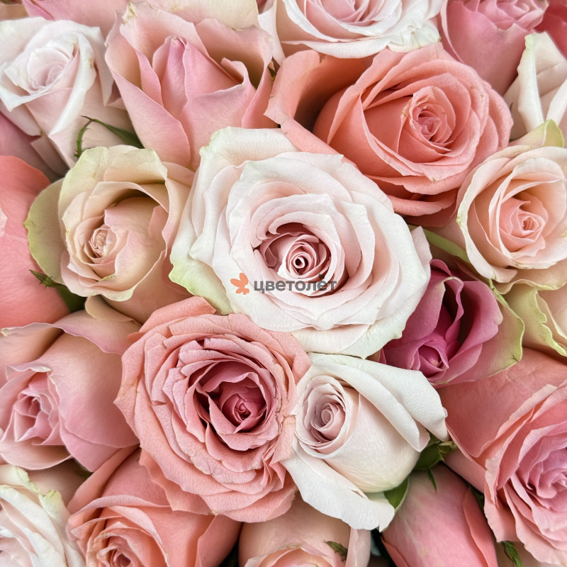 Фирменный букет из 101 розовой розы