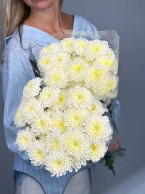 Хризантема Алтай