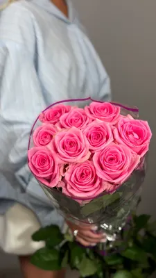 Роза Ревайвл 50 см