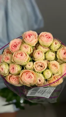 Роза кустовая Грандмасс