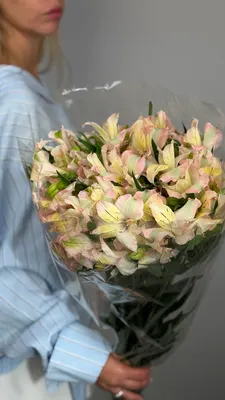 Альстромерия персиково-розовая