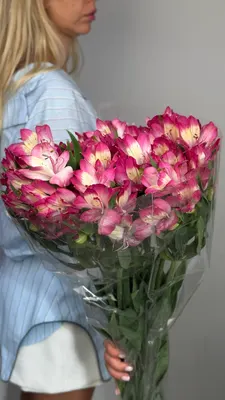 Альстромерия малиновая