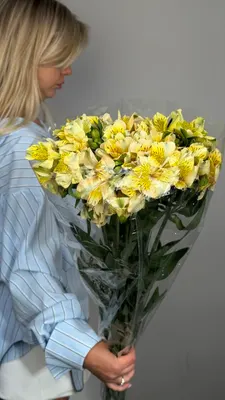 Альстромерия желтая