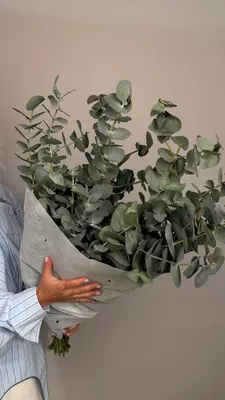 Эвкалипт