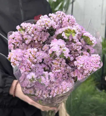 Статица Лавандовая