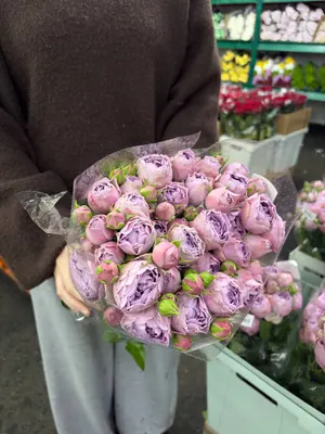 Роза кустовая пионовидная Lavender Bubbles 50см