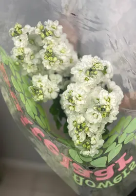 Маттиола белая 50 см 10 шт