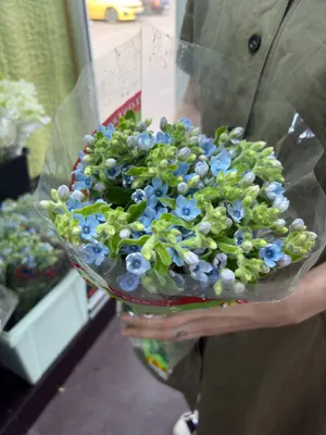 Незабудки, 10 шт