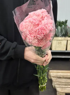 Гвоздика Джоди 60см 25шт