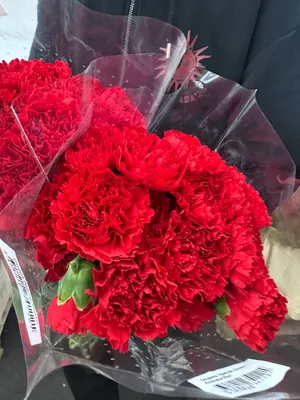Гвоздика красная 70см 25шт в пачке