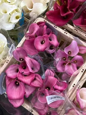 Кала розовая