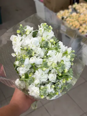 Маттиола кустовая