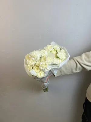 Гвоздика белая